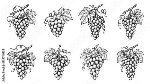 grapes , realistic line art vector set , white background , PNG and SVG isolate