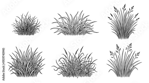 grass tuft , realistic line art vector set , white background , PNG and SVG isolate