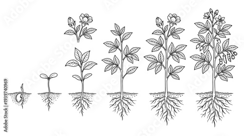 growth plant , realistic line art vector set , white background , PNG and SVG isolate