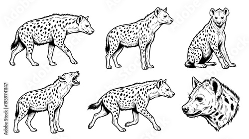 hyena , realistic line art vector set , white background , PNG and SVG isolate