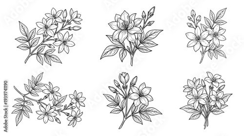 jasmine , realistic line art vector set , white background , PNG and SVG isolate