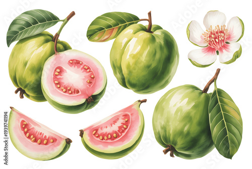 Tropical guava fruit and blossom watercolor collection with sliced pieces. Tropical pink guava fruits with leaf and flower illustration.