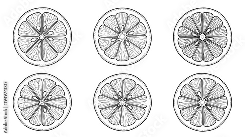 lemon slice , realistic line art vector set , white background , PNG and SVG isolate