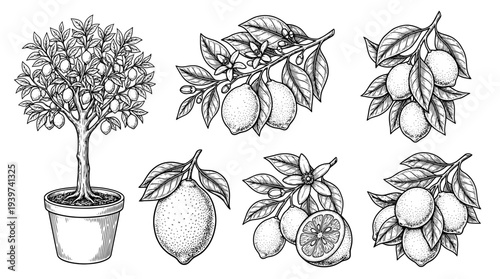 lemon tree , realistic line art vector set , white background , PNG and SVG isolate