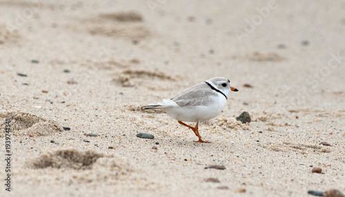 Piping Plover
