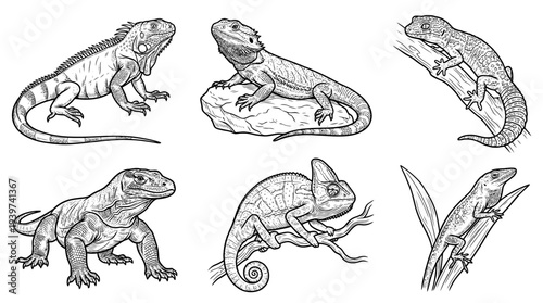 lizard , realistic line art vector set , white background , PNG and SVG isolate