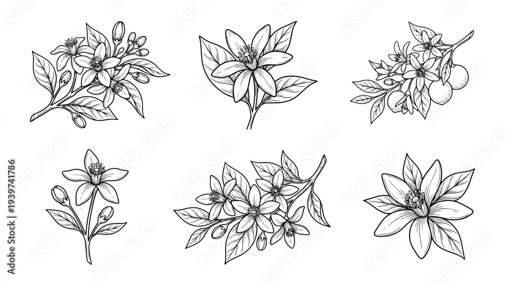 Obraz premium orange blossom , realistic line art vector set , white background , PNG and SVG isolate