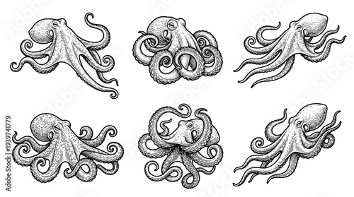 octopus , realistic line art vector set , white background , PNG and SVG isolate