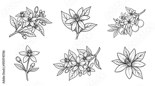 orange blossom , realistic line art vector set , white background , PNG and SVG isolate