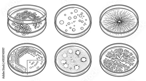 petri dish , realistic line art vector set , white background , PNG and SVG isolate