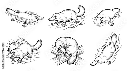 platypus , realistic line art vector set , white background , PNG and SVG isolate