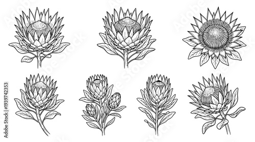 protea , realistic line art vector set , white background , PNG and SVG isolate