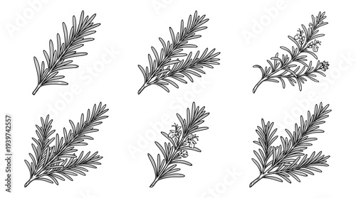 rosemary , realistic line art vector set , white background , PNG and SVG isolate