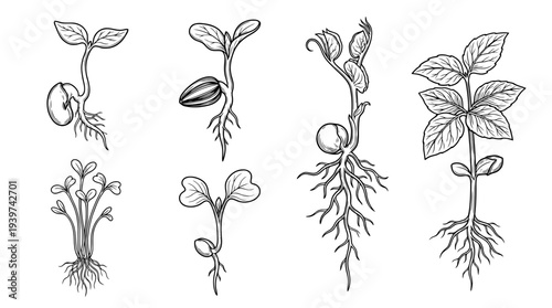 seed sprout , realistic line art vector set , white background , PNG and SVG isolate