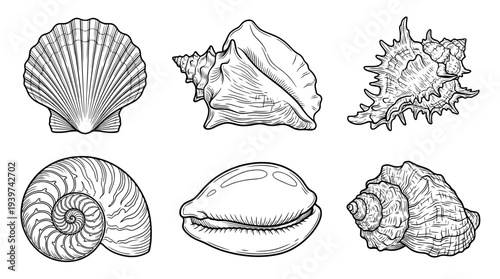 shell , realistic line art vector set , white background , PNG and SVG isolate