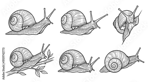 snail , realistic line art vector set , white background , PNG and SVG isolate