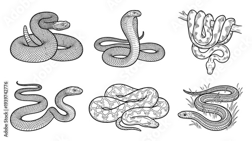 snake , realistic line art vector set , white background , PNG and SVG isolate
