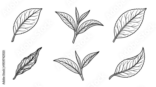 tea leaf , realistic line art vector set , white background , PNG and SVG isolate