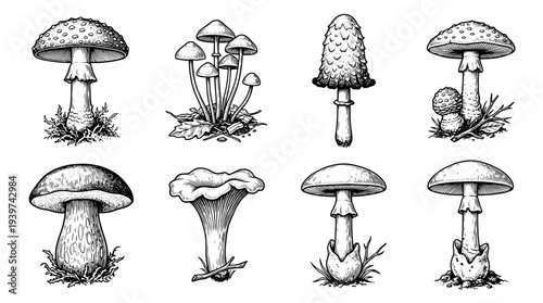 toadstool , realistic line art vector set , white background , PNG and SVG isolate