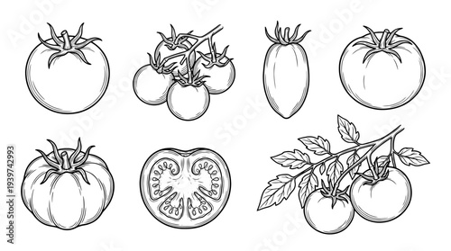 tomato , realistic line art vector set , white background , PNG and SVG isolate