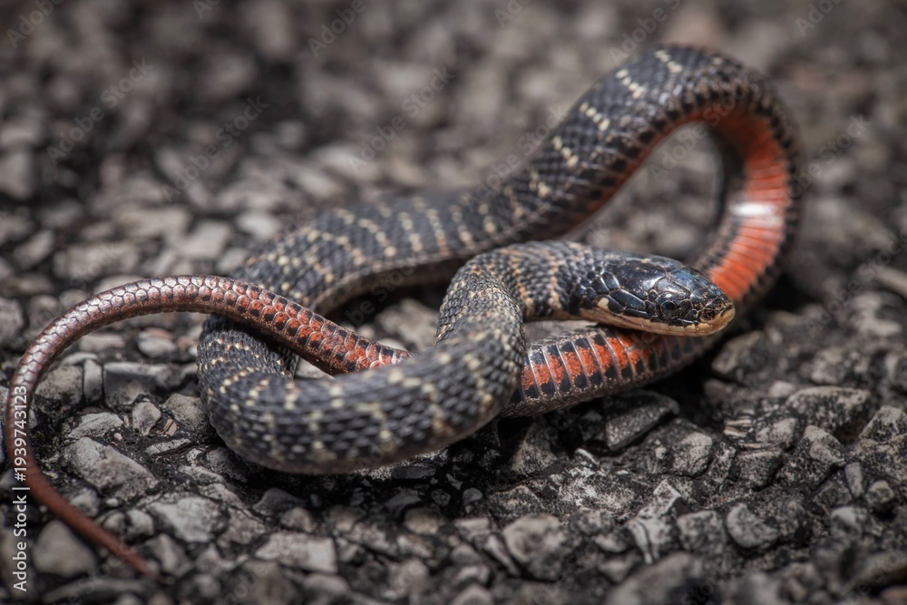 Obraz premium Kirtland's snake macro portrait on road 