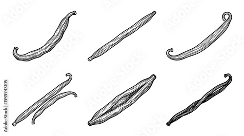 vanilla pod , realistic line art vector set , white background , PNG and SVG isolate