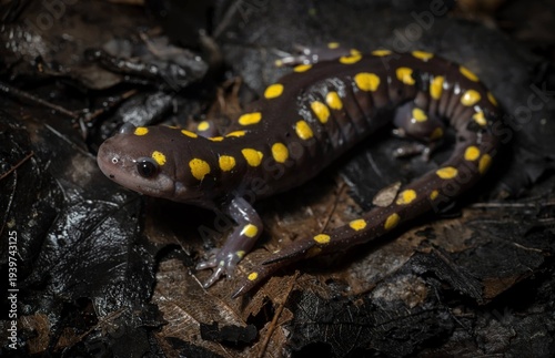 Spotted salamander field guide macro portrait