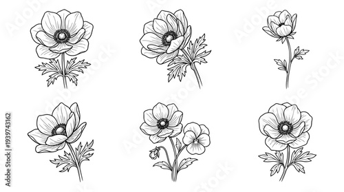 vulnerability flower , realistic line art vector set , white background , PNG and SVG isolate