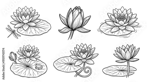 water lily , realistic line art vector set , white background , PNG and SVG isolate