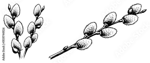 Black and white pussy willow branch botanical vector illustration