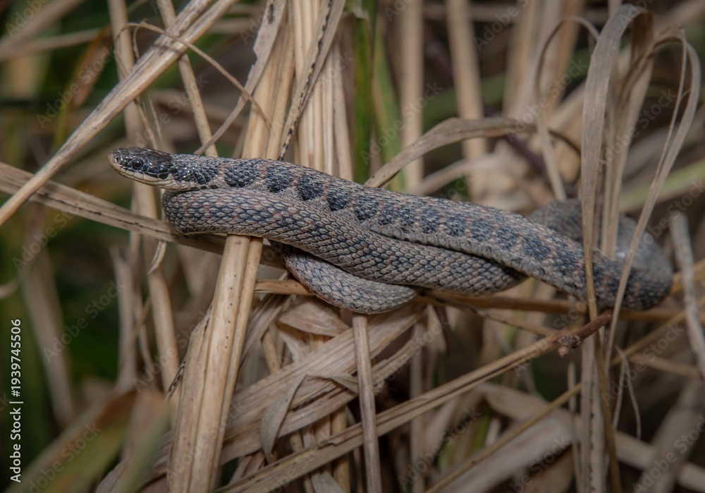 Fototapeta premium Kirtland's snake basking up in grass 
