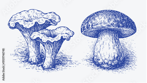 Botanical engraving of chanterelle and porcini mushrooms in blue ink