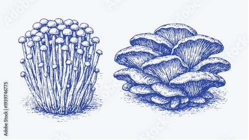 Blue ink woodcut illustration of enoki and oyster mushroom clusters