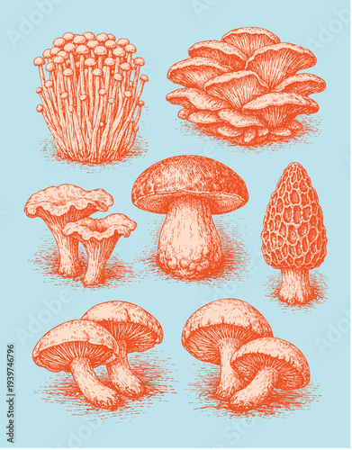 Vintage woodcut mushroom collection set with various edible fungi species