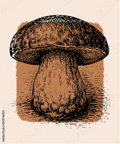 Vintage botanical illustration of a large porcini mushroom in woodcut style