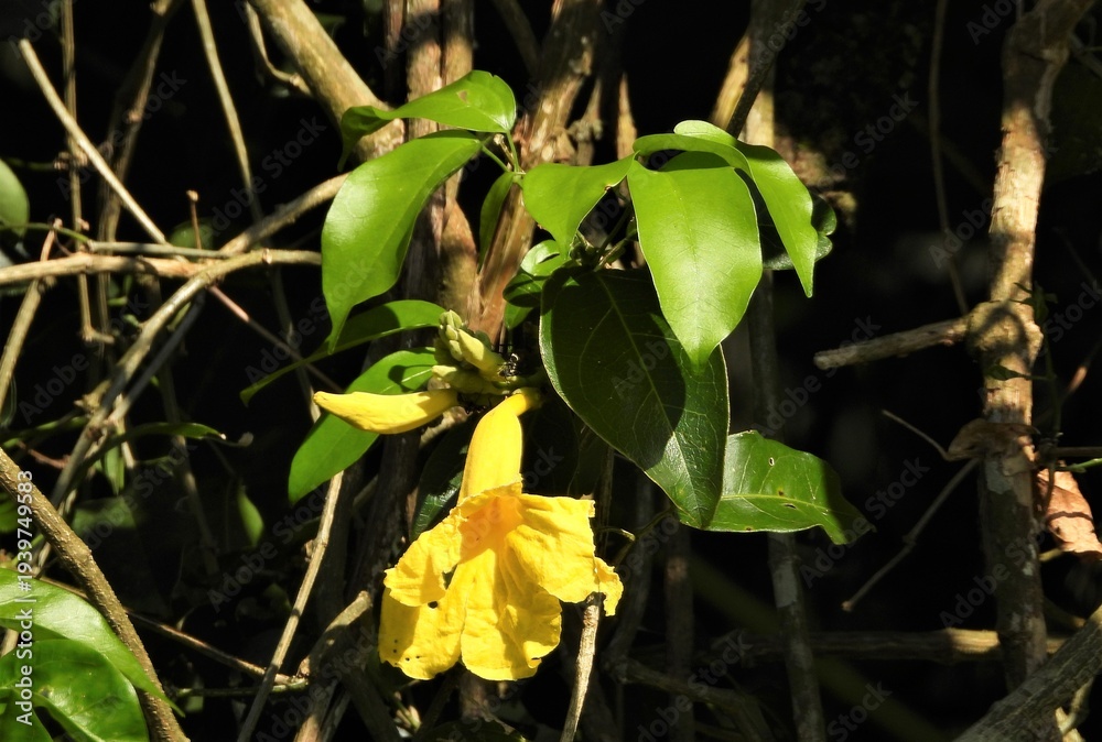 Obraz premium Flor amarela