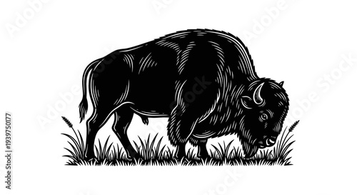 Bison Grazing in the Wild Nature.