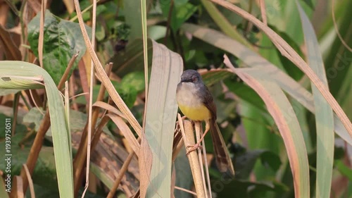 unedited 4k resolution video of yellow-bellied prinia (Prinia flaviventris).