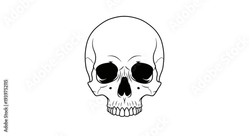 human skull head illustration