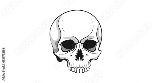 human skull illustration