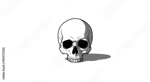 human skull illustration