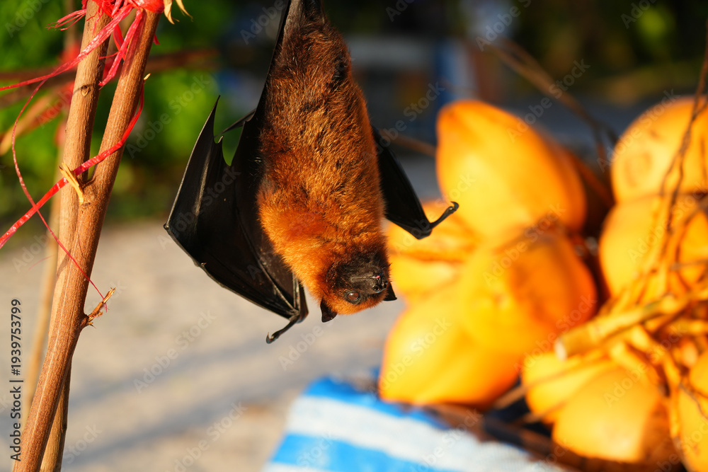 Fototapeta premium View of a Seychelles fruit bat, also called flying fox, hanging upside down near coconuts
