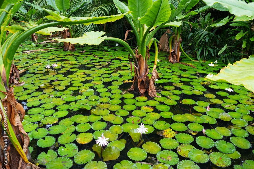 Ταπετσαρία Aquatic waterlily flowers in a tropical pond