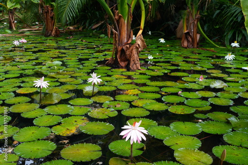 Valokuva Aquatic waterlily flowers in a tropical pond