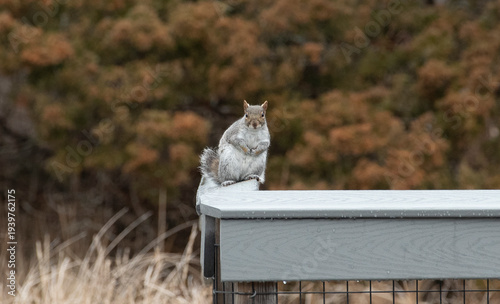 Eastern Grey Squirrel