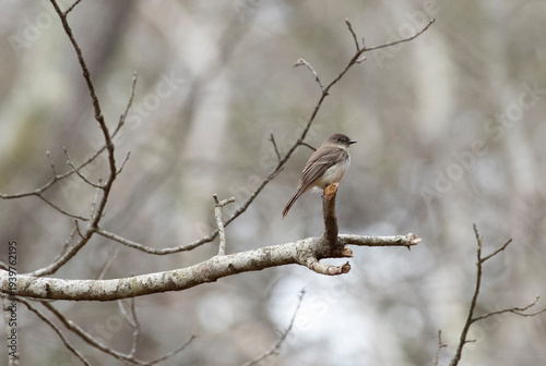 Eastern Phoebe
