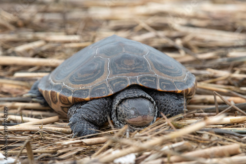 Konstfotografi Northern Diamondback Terrapin