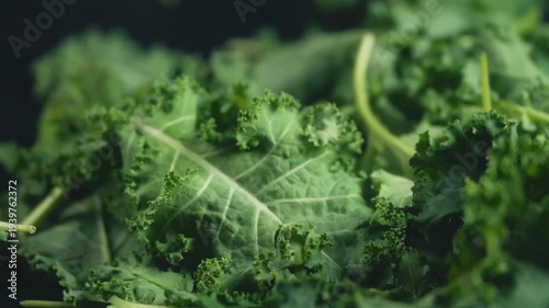 Macro cinematic 4K slow motion footage with camera moving from left to right showing fresh organic curly kale leaves. Human hands appear in frame to touch the green vegetable. Selective focus.