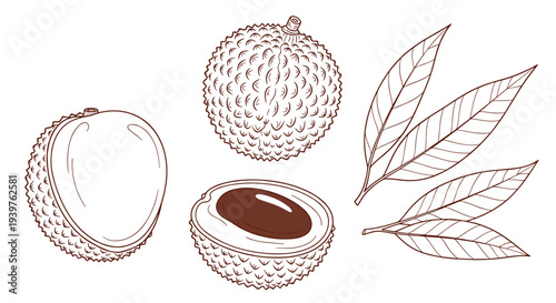 Realistic botanical line art illustration of whole lychee fruits, one fruit sliced in half to show the seed, and several textured leaves.