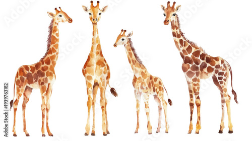 Four watercolor giraffes standing in a row on white background, playful illustration with warm orange and brown tones